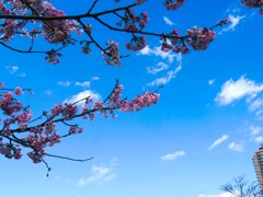 桜季節ー②