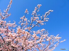 桜の頃を懐かしむ③