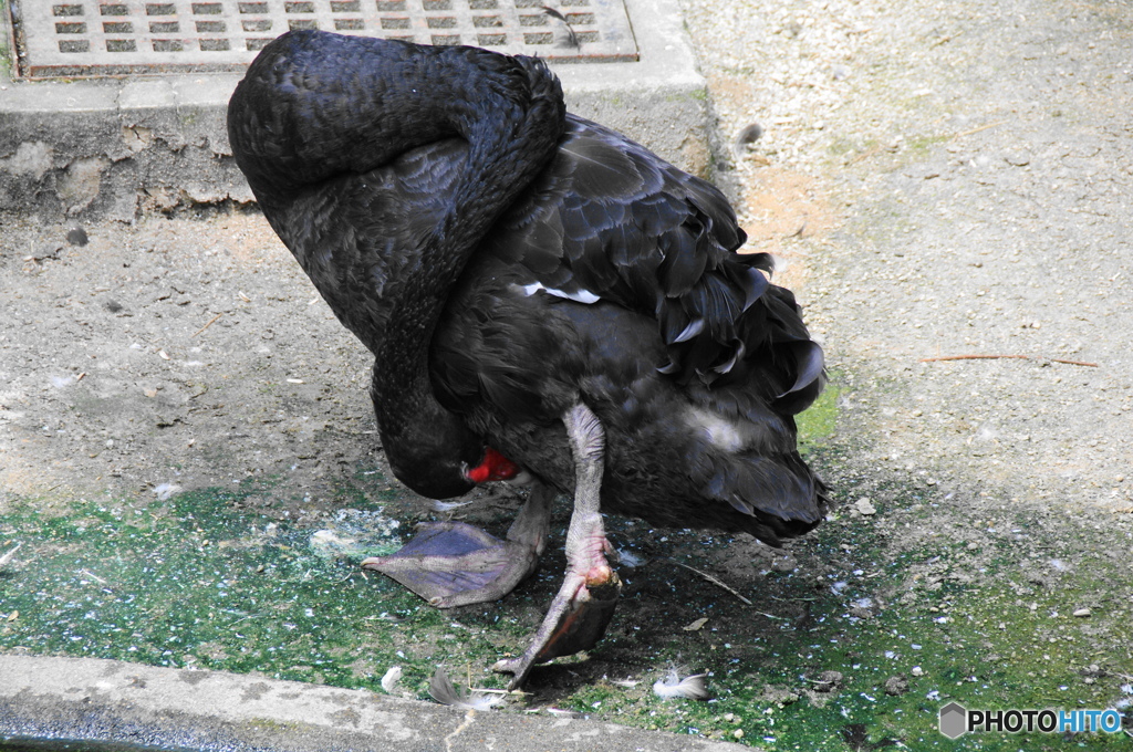 黒鳥