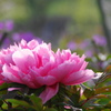 春の散歩花－５