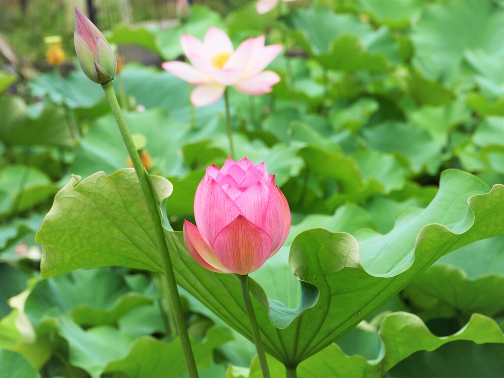 大賀の蓮池