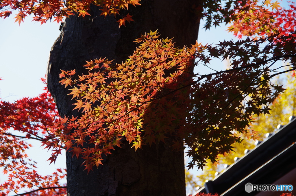 輪王寺の紅葉ー１