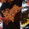 輪王寺の紅葉ー１