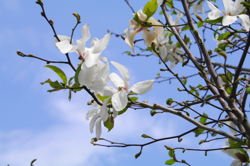 散歩花ー (1)