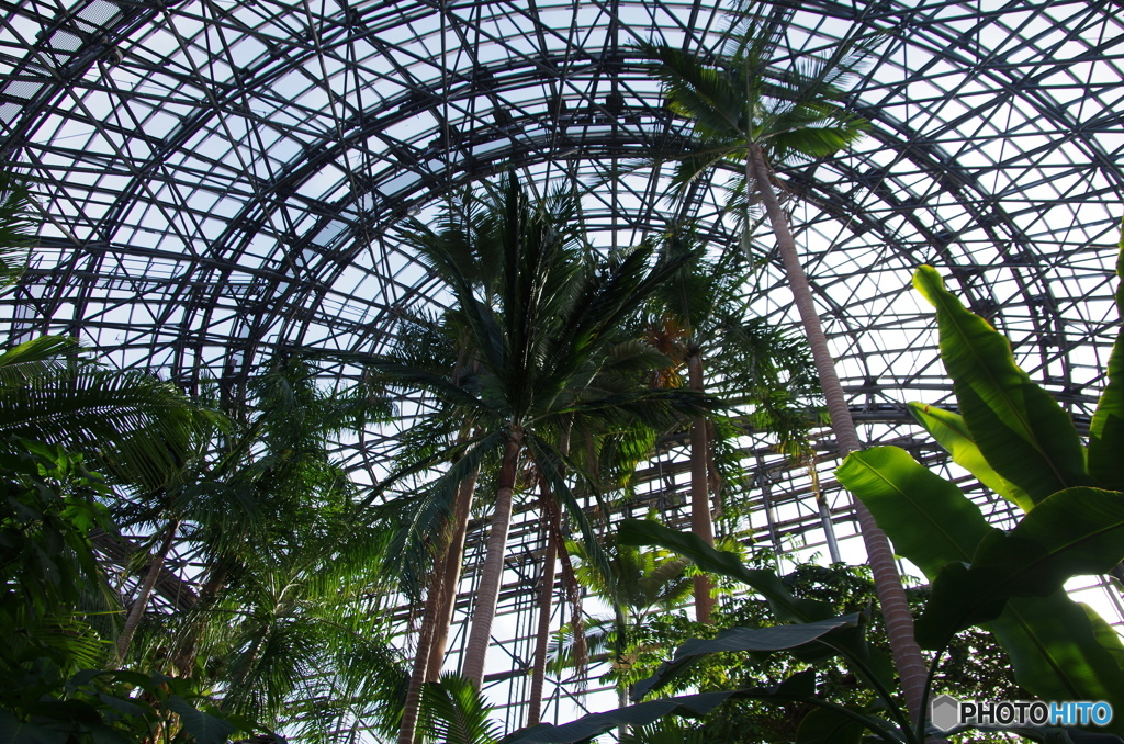 夢の島熱帯植物館－２