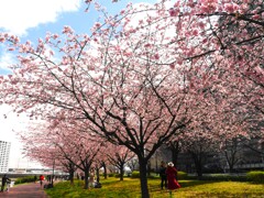 桜の季節