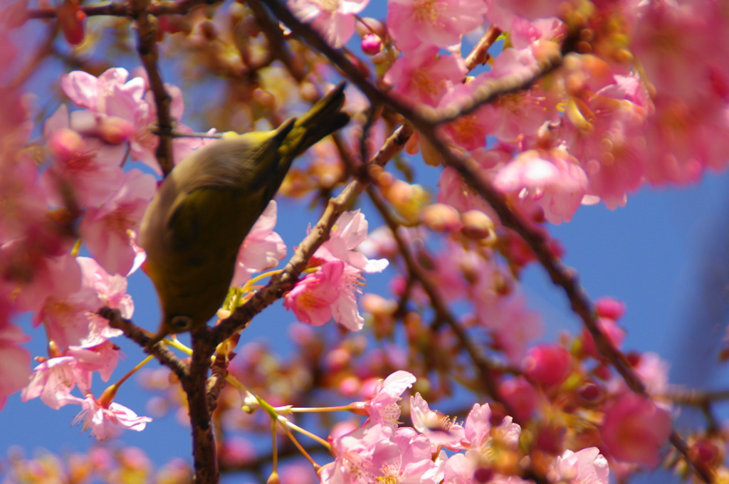 河津桜とメジロ