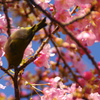 河津桜とメジロ