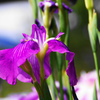 堀切菖蒲園ー２