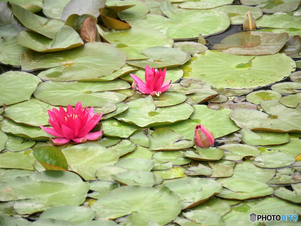 花菖蒲園ー③