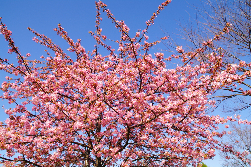 河津桜