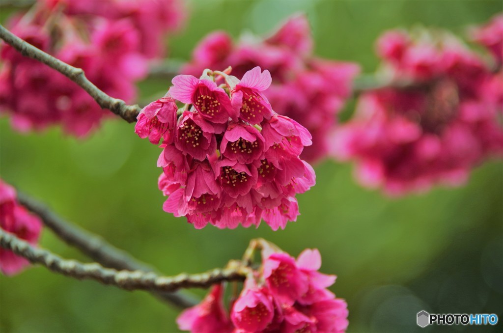 寒緋桜