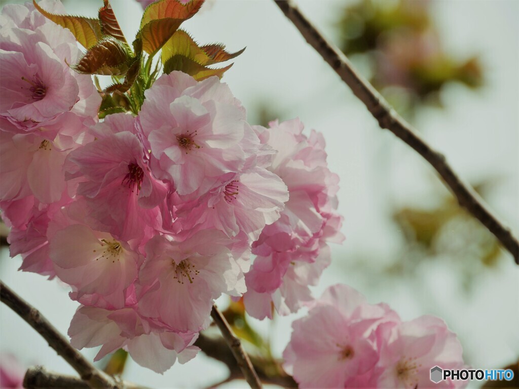 八重桜