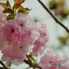 八重桜