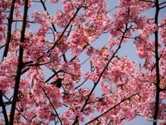桜の季節～②