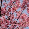 桜の季節～②