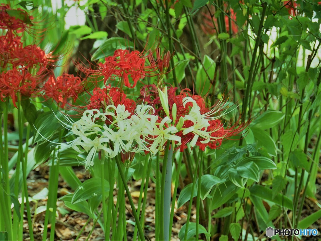 曼珠沙華－③