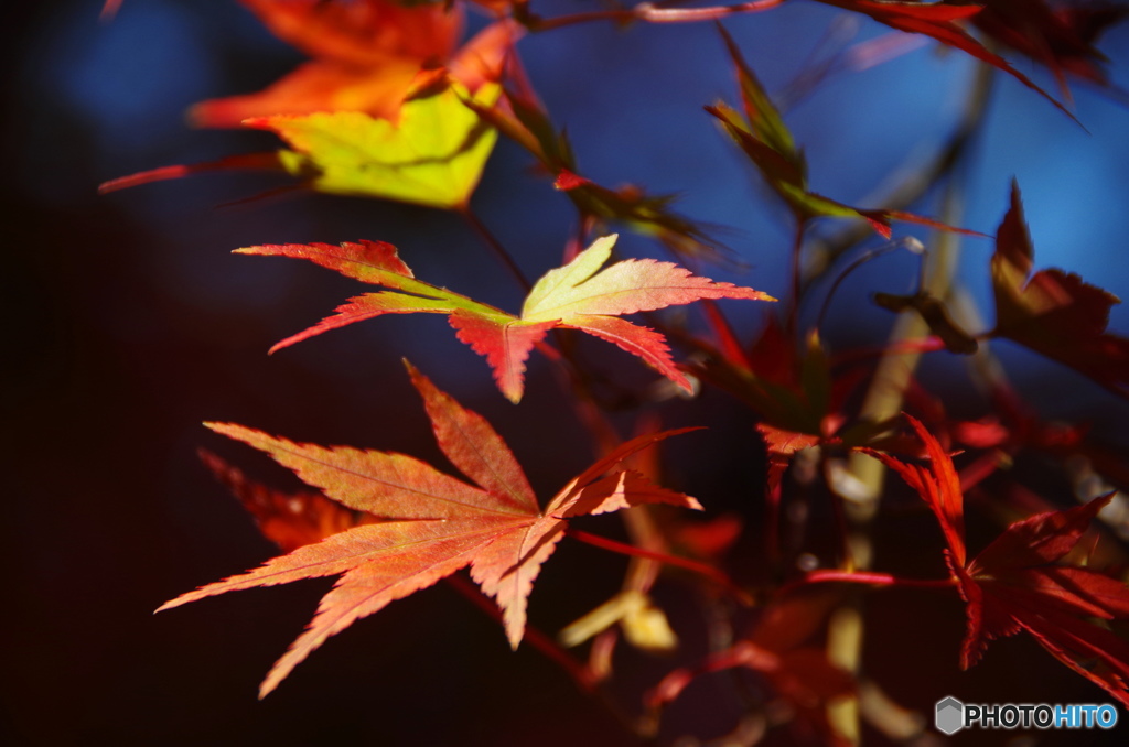 輪王寺の紅葉ー３