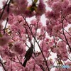 八重桜とヒヨドリ