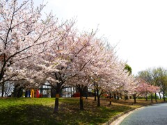 桜の季節ー④