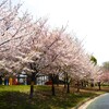 桜の季節ー④