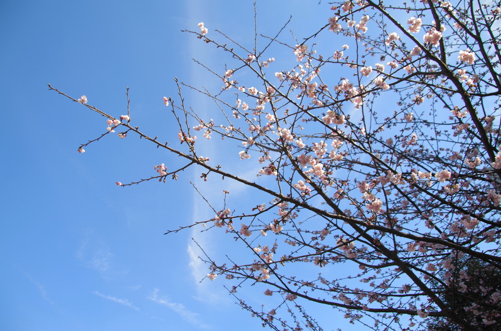 早春の桜