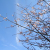 早春の桜