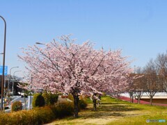 桜の頃を懐かしむ②