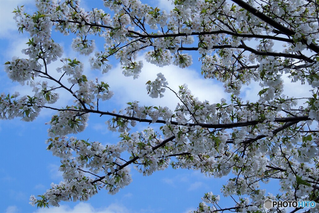 大島桜満開