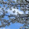 大島桜満開