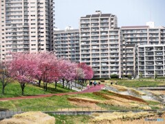 桜の季節～④