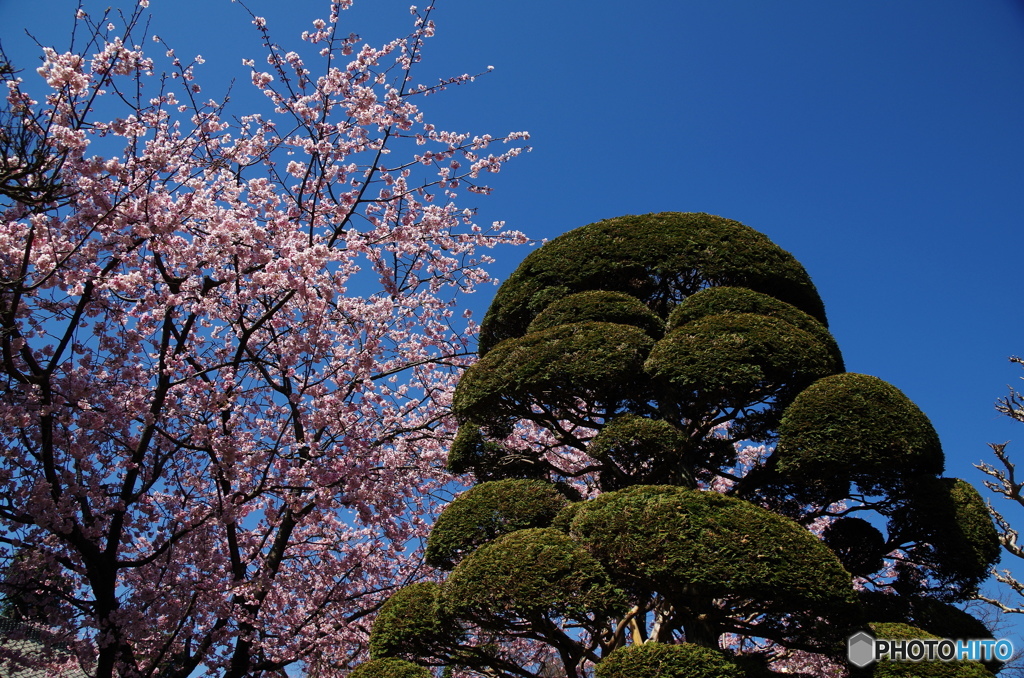 蜜蔵院ー③