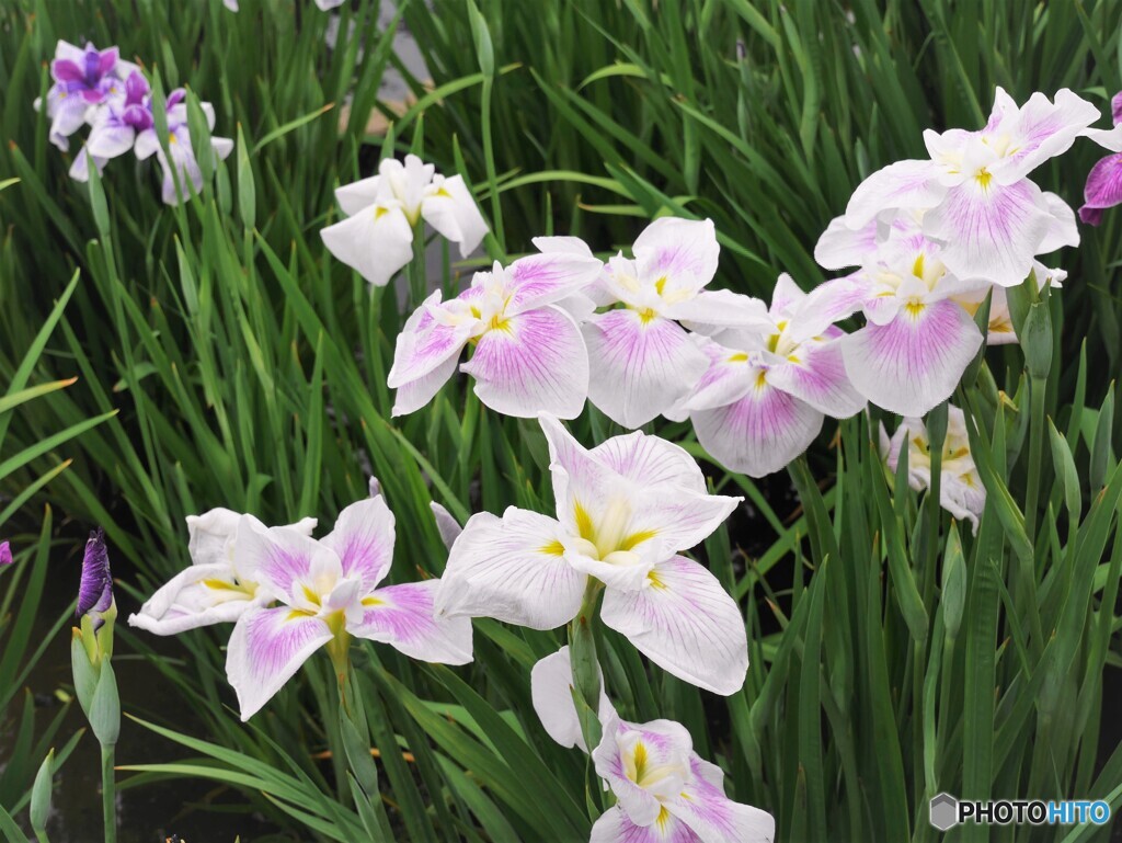 花菖蒲園ー②