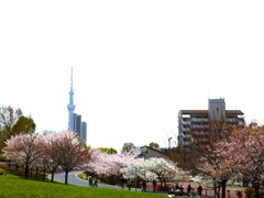桜の季節ー③