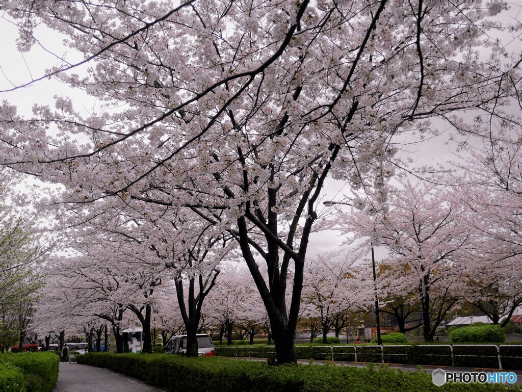 桜通り満開～②