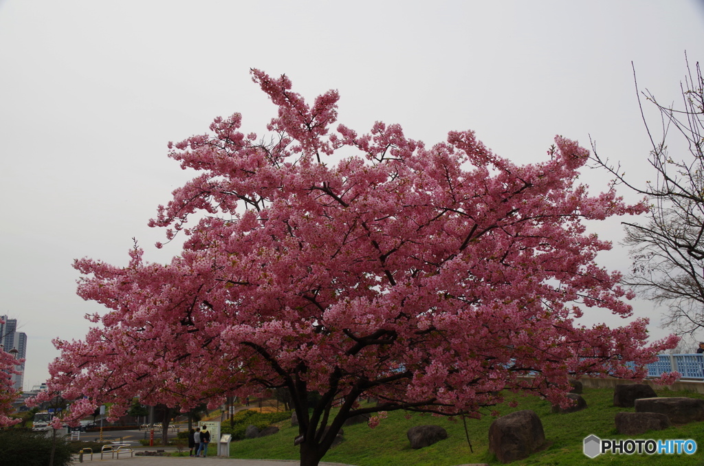 河津桜