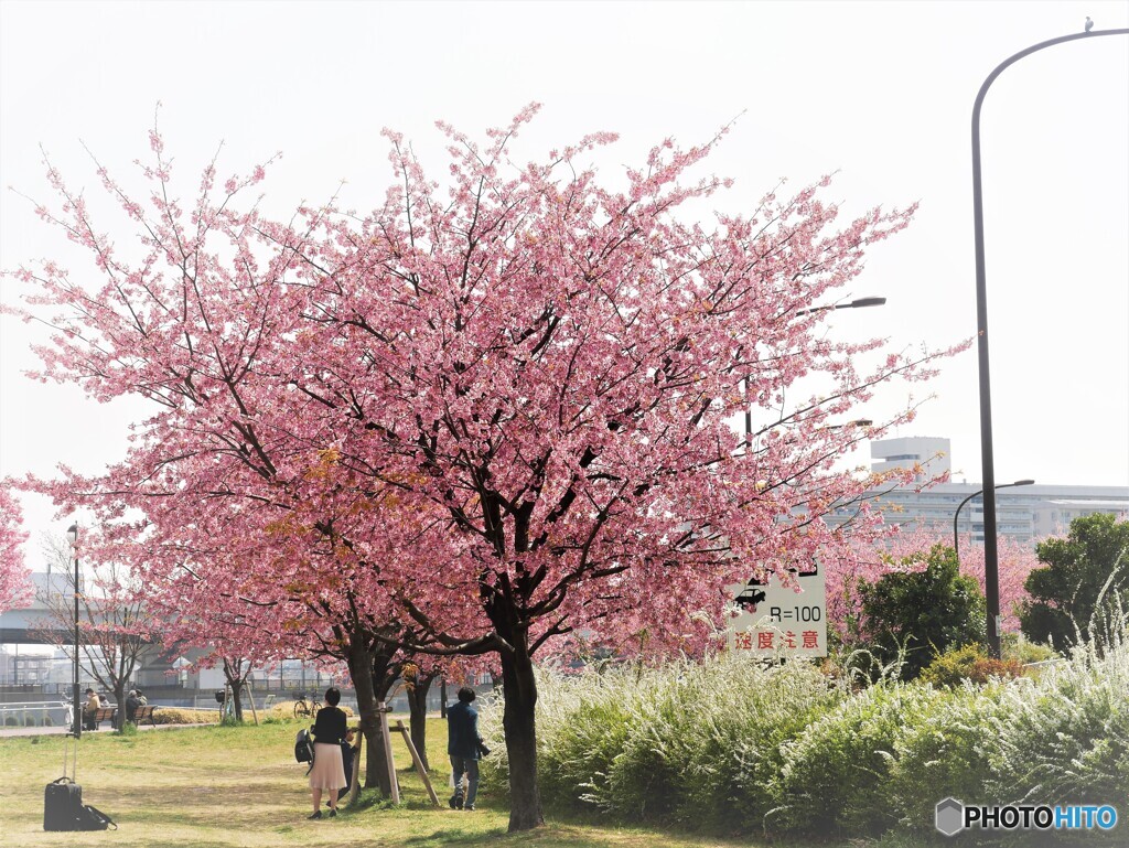 桜の季節～③