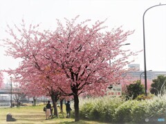 桜の季節～③