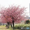 桜の季節～③