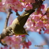 河津桜とメジロ