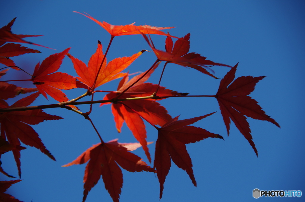 輪王寺の紅葉ー２