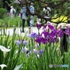 堀切菖蒲園ー①