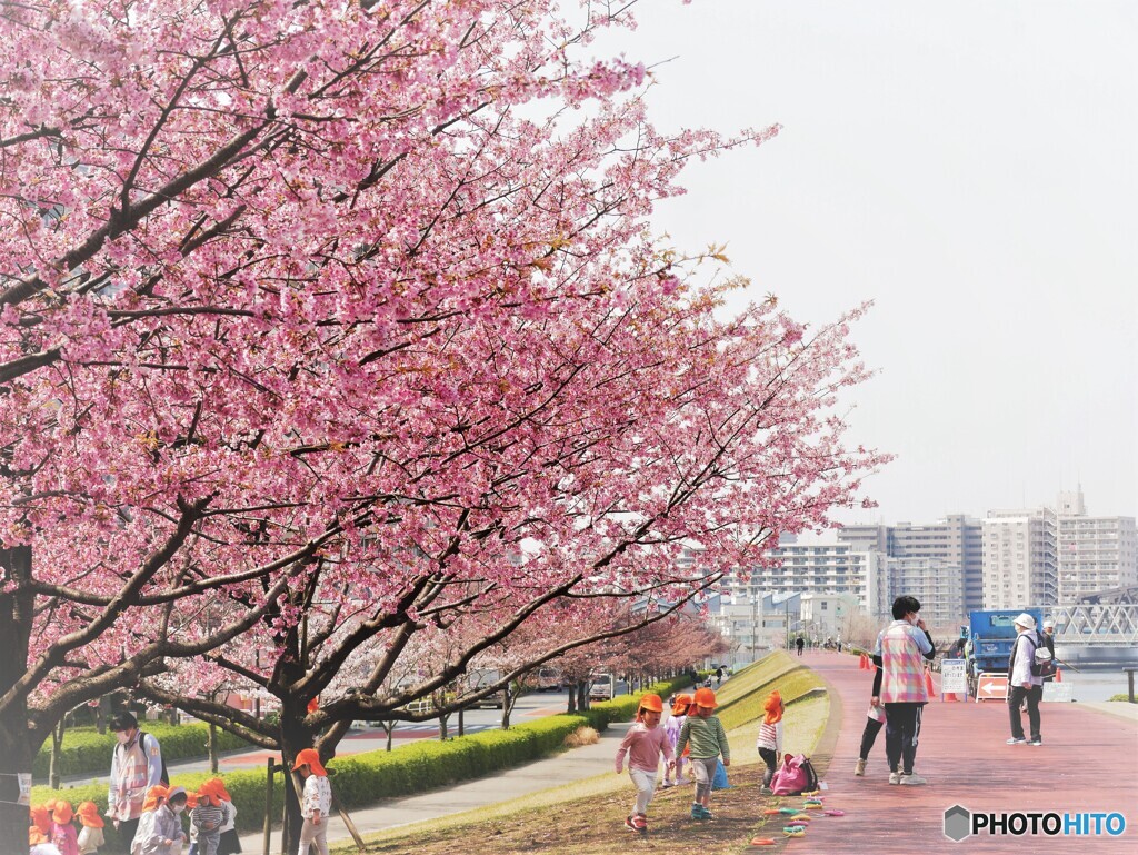 桜の季節～①