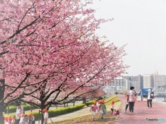 桜の季節～①