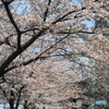 染井吉野満開