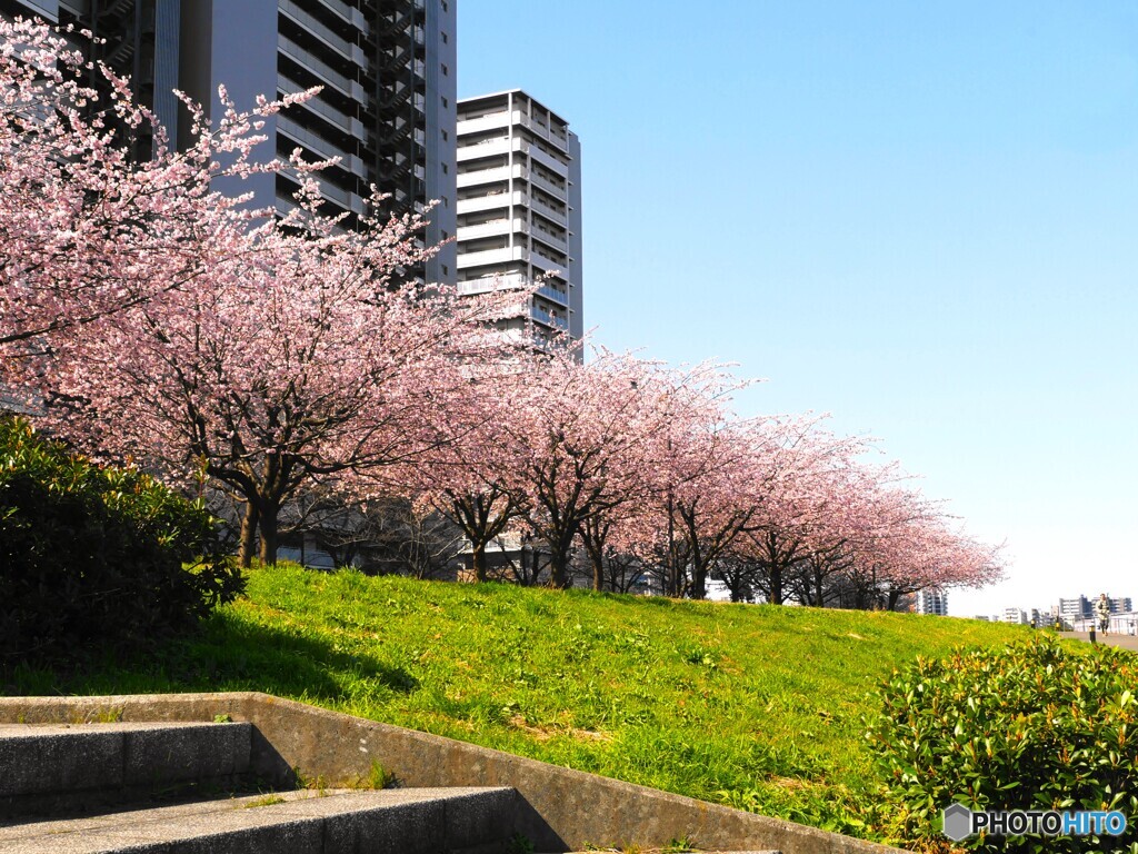 桜の頃を懐かしむ①