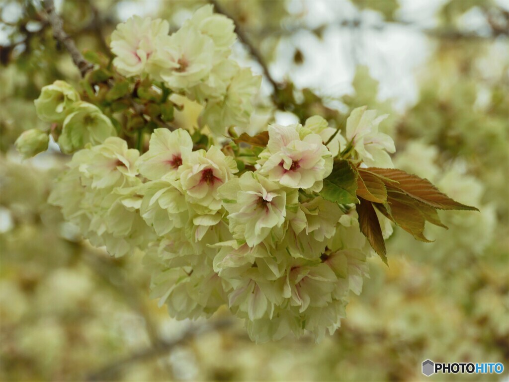 黄色の桜