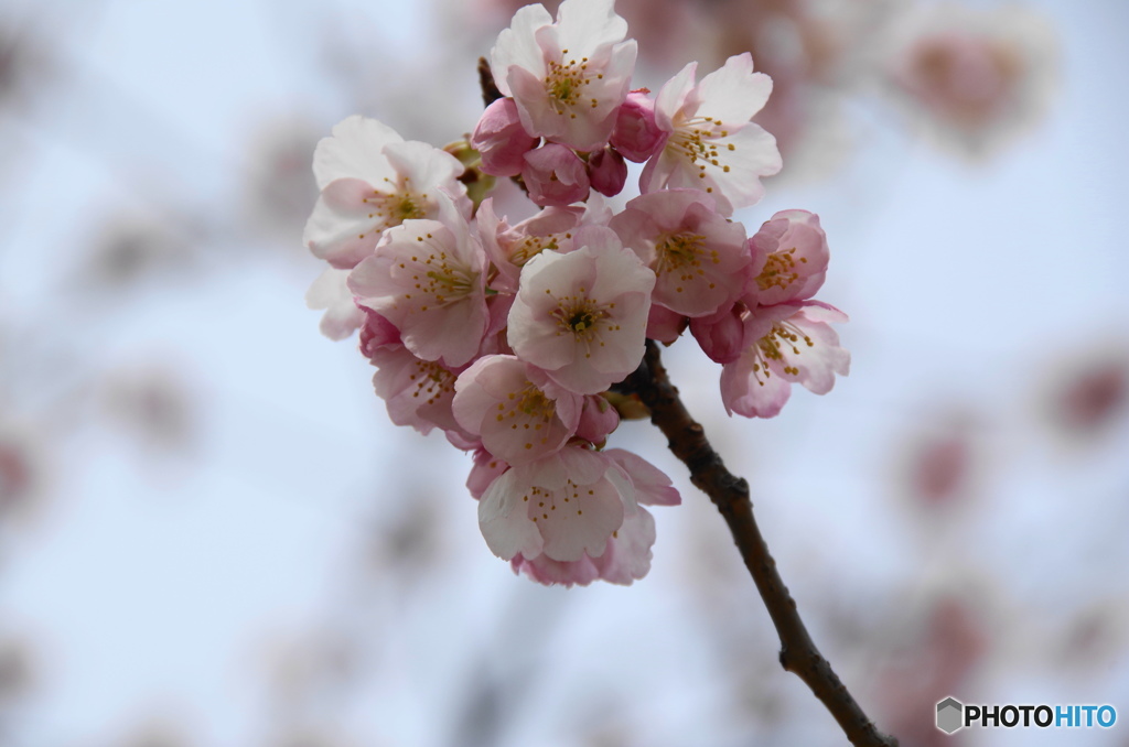 オオカン桜