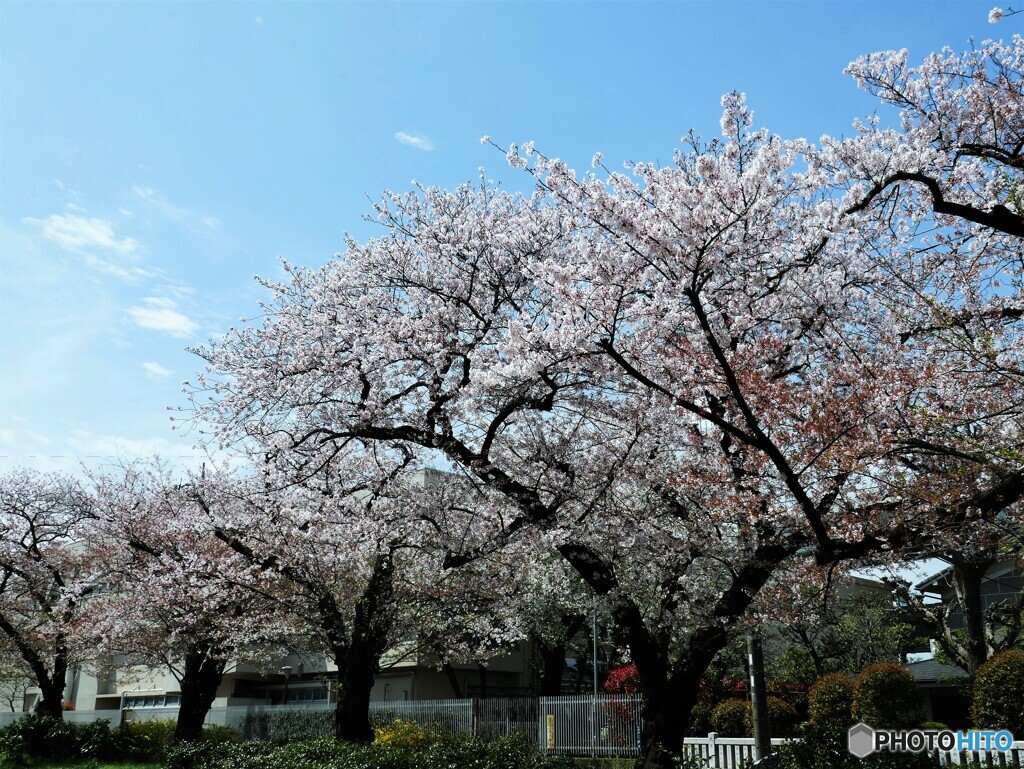 東白髭公園