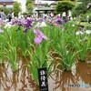 花菖蒲園－①